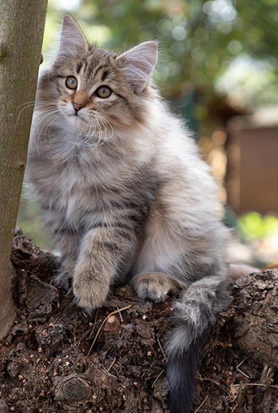 Oupsy - 13 weeks old