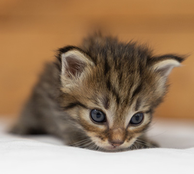 Oupsy - 3 weeks old