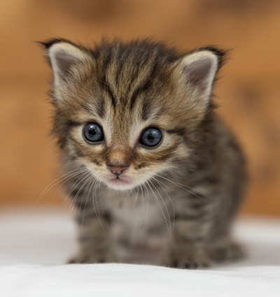 Oupsy - 3 weeks old