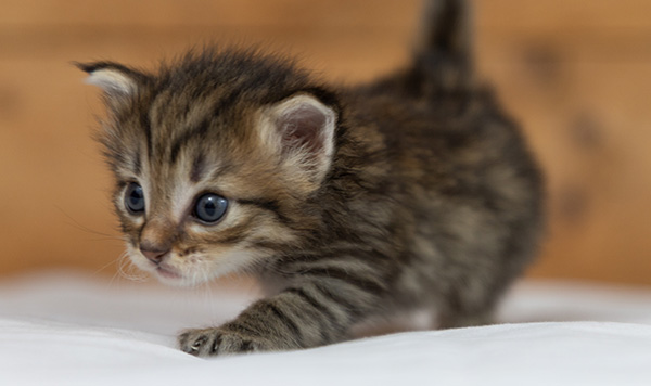 Oupsy - 3 weeks old