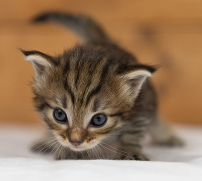 Oupsy - 3 weeks old