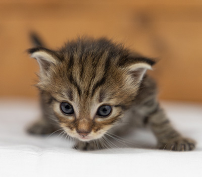 Oupsy - 3 weeks old