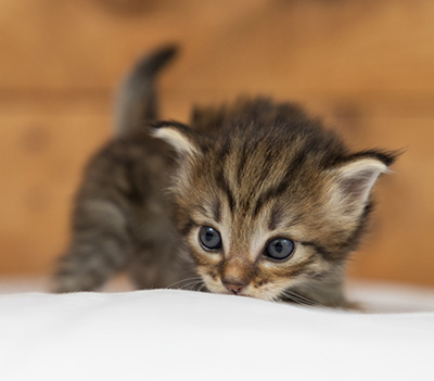 Oupsy - 3 weeks old