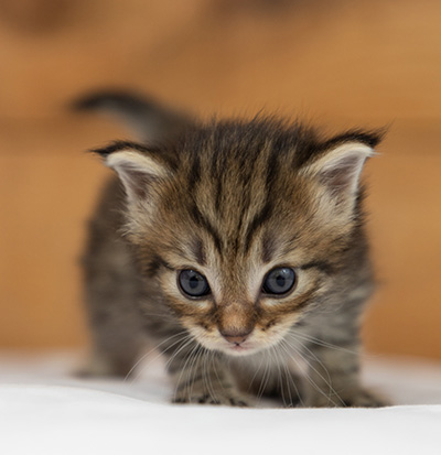Oupsy - 3 weeks old