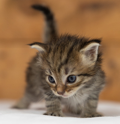 Oupsy - 3 weeks old