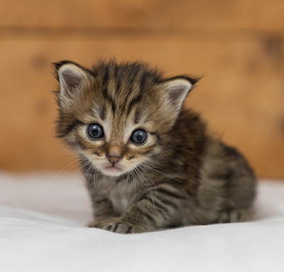 Oupsy - 3 weeks old