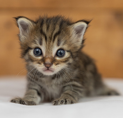 Oupsy - 3 weeks old