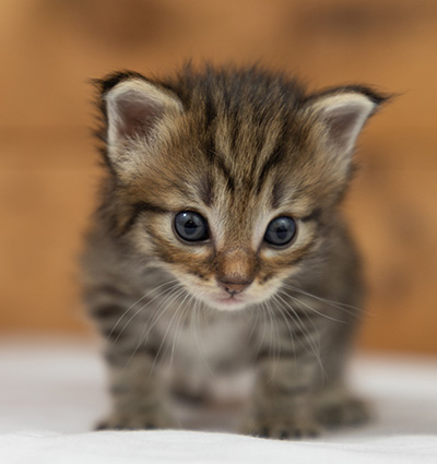 Oupsy - 3 weeks old