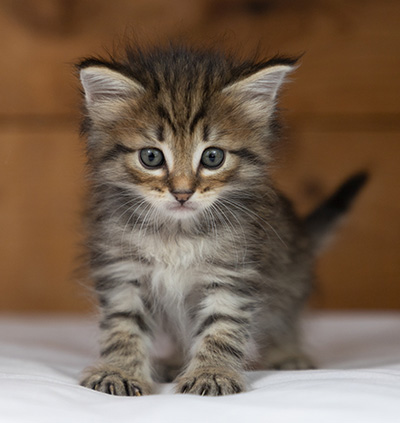 Oupsy - 5 weeks old