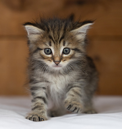 Oupsy - 5 weeks old