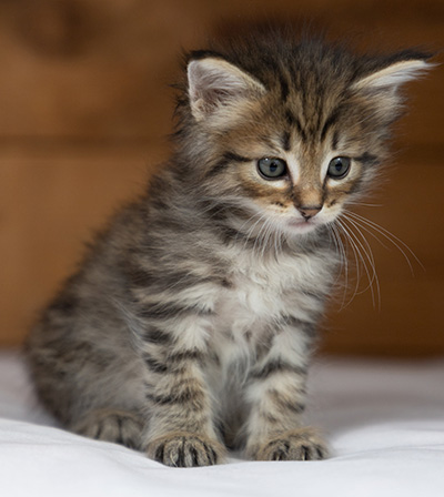 Oupsy - 5 weeks old