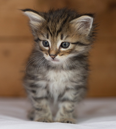 Oupsy - 5 weeks old