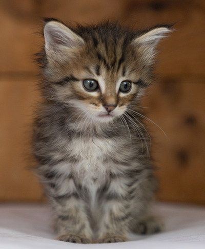 Oupsy - 5 weeks old