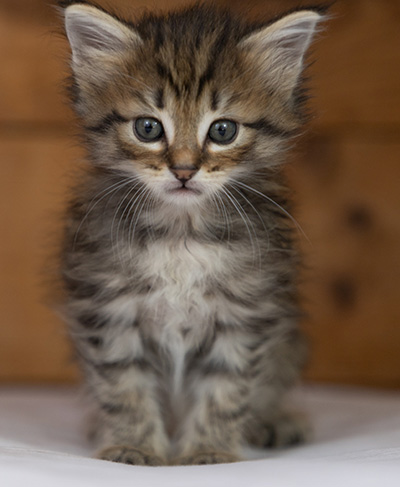 Oupsy - 5 weeks old