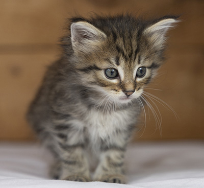 Oupsy - 5 weeks old