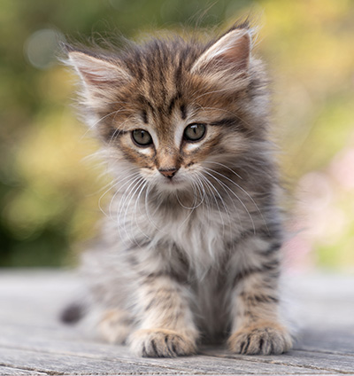 Oupsy - 7 weeks old