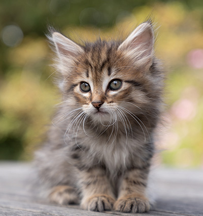 Oupsy - 7 weeks old