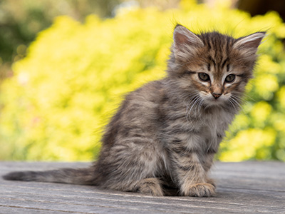 Oupsy - 7 weeks old