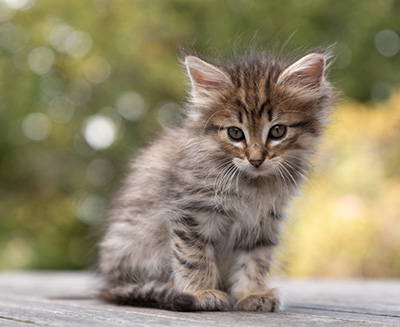Oupsy - 7 weeks old
