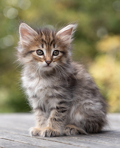 Oupsy - 7 weeks old