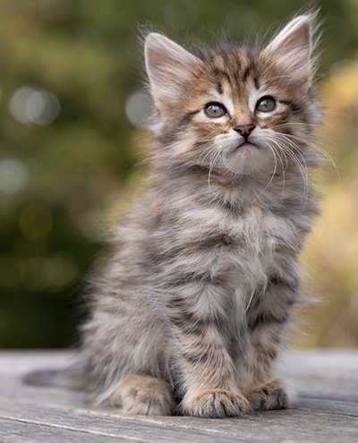 Oupsy - 7 weeks old