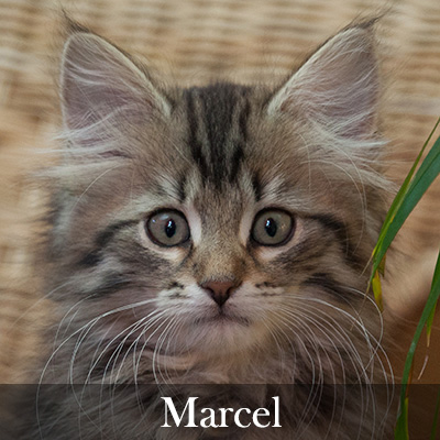 Marcel