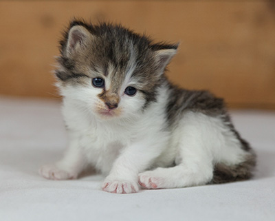 Magda - 3 weeks old