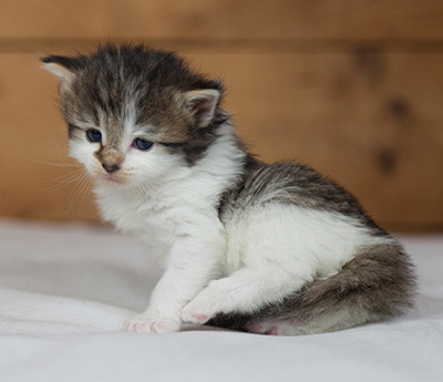Magda - 3 weeks old