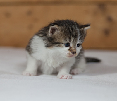 Magda - 3 weeks old