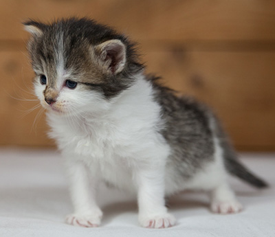 Magda - 3 weeks old