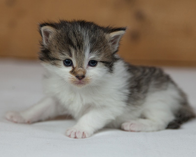 Magda - 3 weeks old