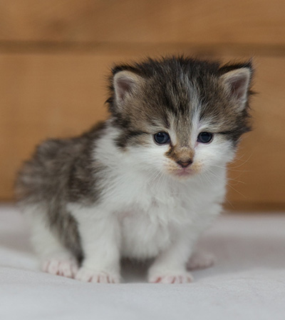 Magda - 3 weeks old