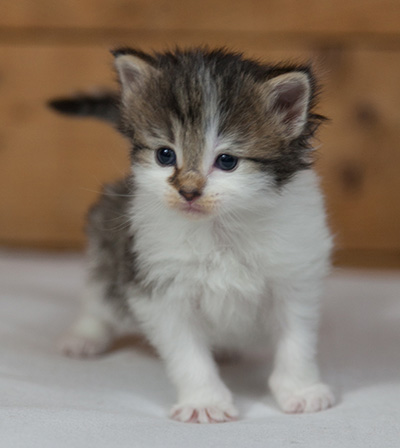 Magda - 3 weeks old