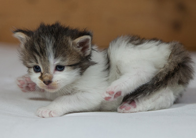 Magda - 3 weeks old