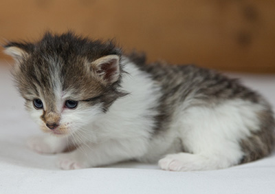 Magda - 3 weeks old