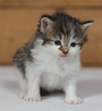 Magda - 3 weeks old