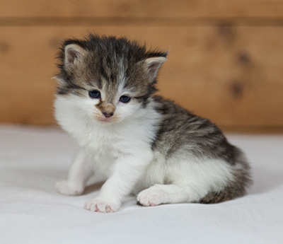Magda - 3 weeks old