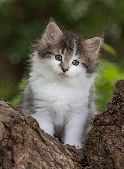 Magda - 7 weeks old
