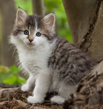 Magda - 7 weeks old