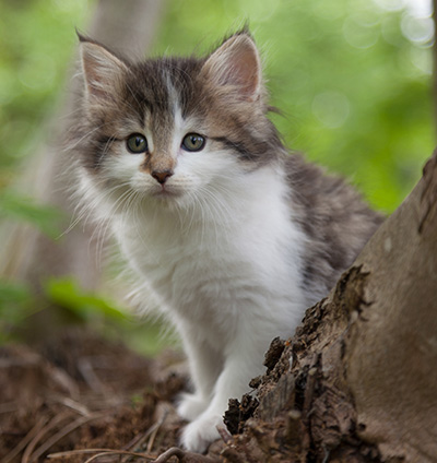 Magda - 7 weeks old