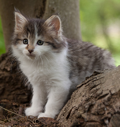 Magda - 7 weeks old