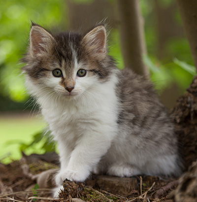 Magda - 7 weeks old