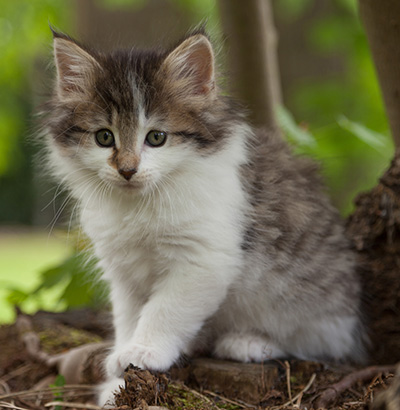 Magda - 7 weeks old