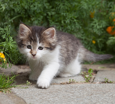 Magda - 7 weeks old