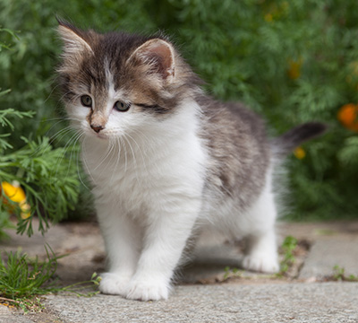 Magda - 7 weeks old