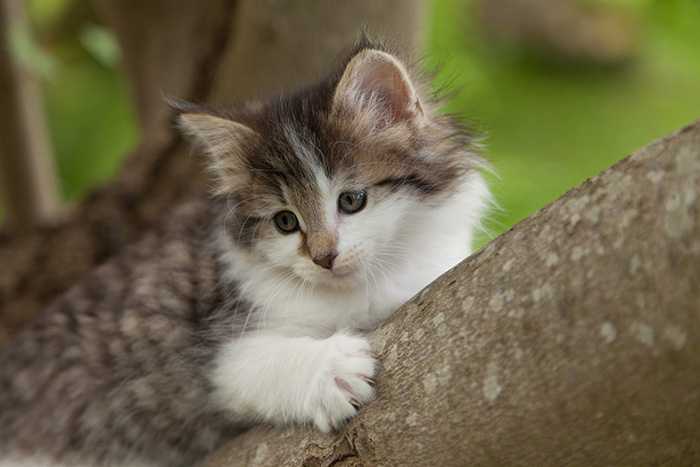 Magda - 7 weeks old