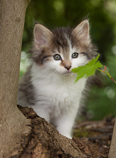 Magda - 7 weeks old