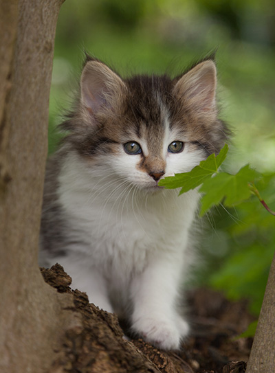 Magda - 7 weeks old
