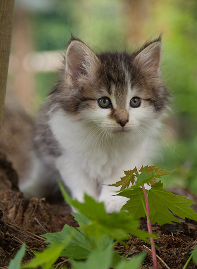 Magda - 7 weeks old