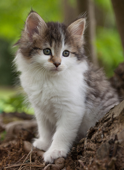 Magda - 7 weeks old